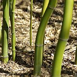 Phyllostachys iridescens.JPG